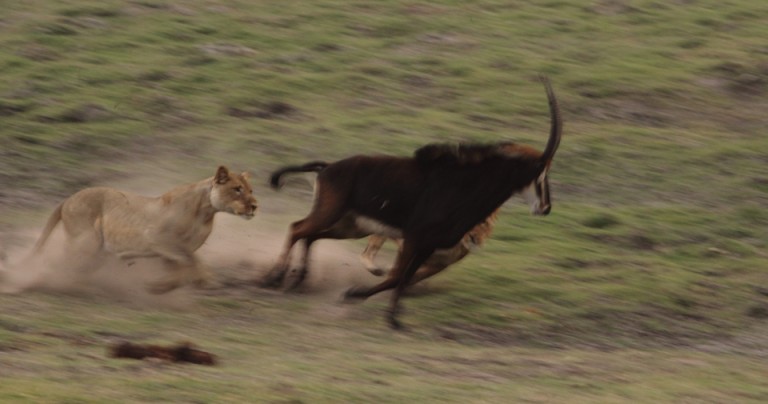 lions in chase