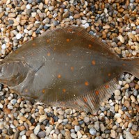 One week closer to the start of the Plaice fishing