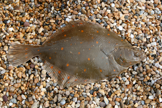 A lovely spring Plaice from West Bexington