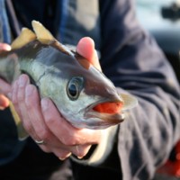 Chesil Beach, Weymouth and Portland shore and boat catch report 13 March 2012