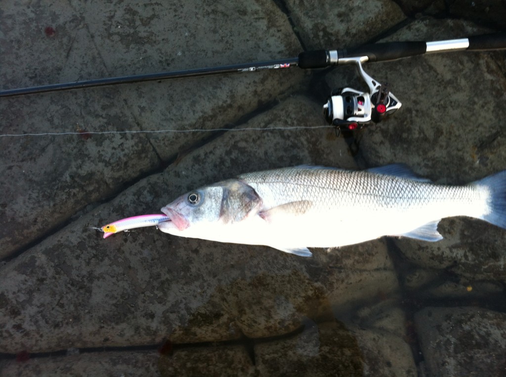 Fishing forecast for Chesil Beach, Weymouth, Portland & Kimmeridge Bay. 7th April 2012