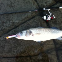 Fishing forecast for Chesil Beach, Weymouth, Portland & Kimmeridge Bay. 7th April 2012