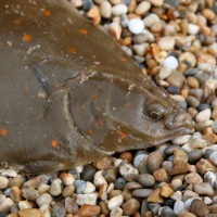 Whats the water clarity like on Chesil?