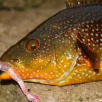 Catch report from Chesil Beach, Weymouth, Portland and Kimmeridge bay, 23rd March