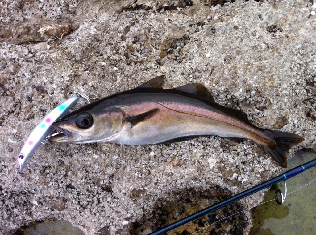 Fishing forecast for Chesil Beach, Weymouth, Portland & Kimmeridge Bay. 5th May 2012