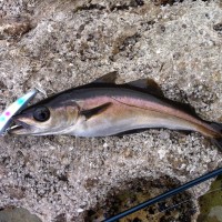 Fishing forecast for Chesil Beach, Weymouth, Portland & Kimmeridge Bay. 5th May 2012