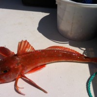 Boat fishing report from Weymouth & Portland 20th June 2012