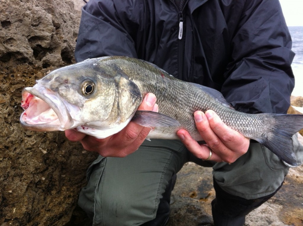 A nice lure caught bass