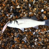 Fishing forecast for Chesil Beach, Portland & Weymouth. 29th August 2012