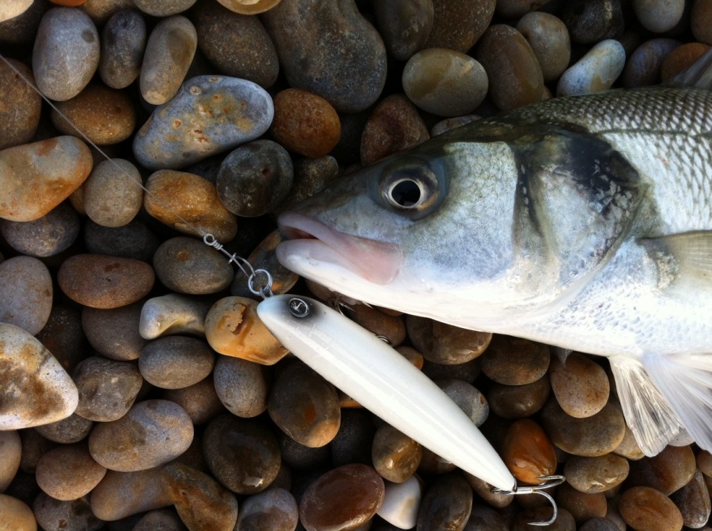 Catch report & fishing forecast for Dorset including Chesil Beach, Portland & Weymouth