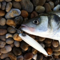 Fishing forecast for Chesil Beach, Portland & Weymouth. 20th September 2012