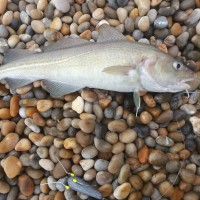 Cod special fishing forecast for Chesil Beach, Portland & Weymouth. 6th October 2012