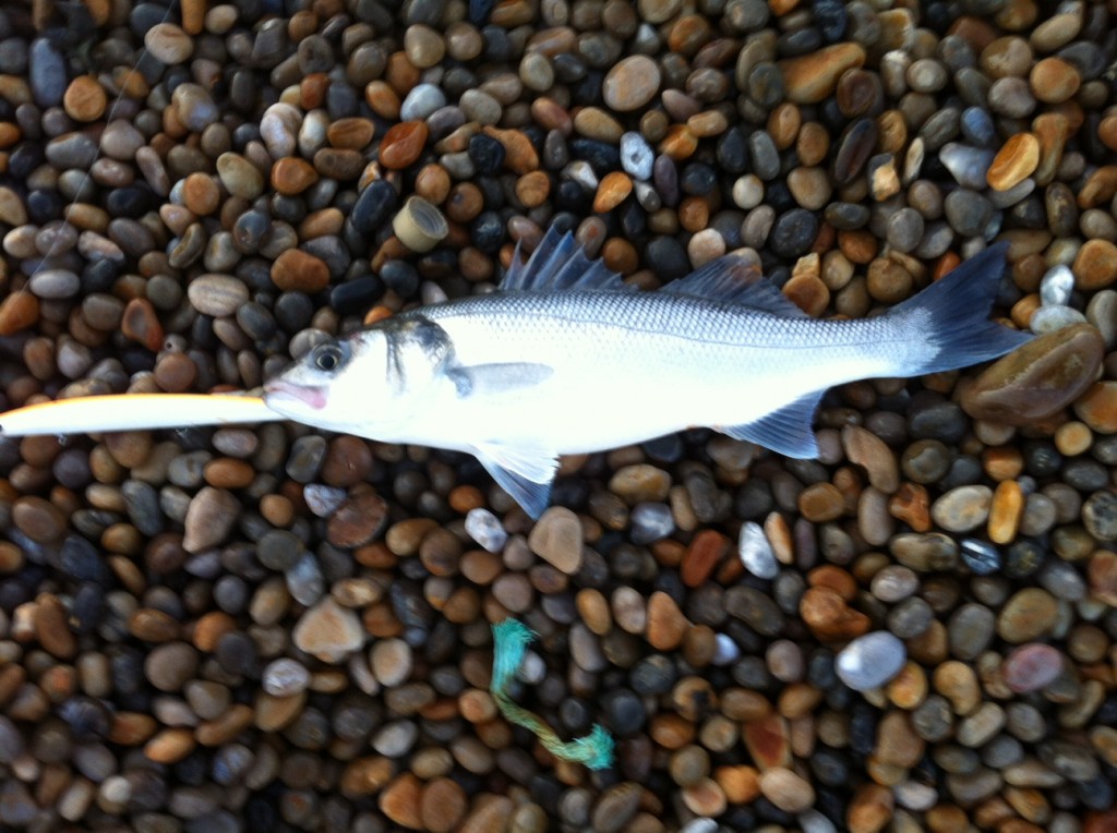 Fishing forecast for Chesil Beach, Portland & Weymouth. 5th October 2012