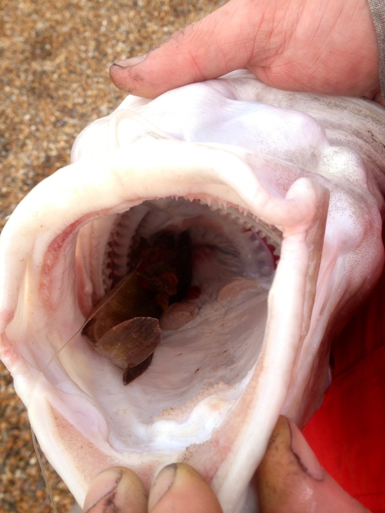 Fishing forecast for Chesil Beach, Portland & Weymouth. 5th December 2012