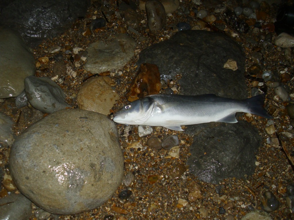 Catch report & fishing forecast for Dorset including Chesil Beach, Portland & Weymouth. 30th December 2012