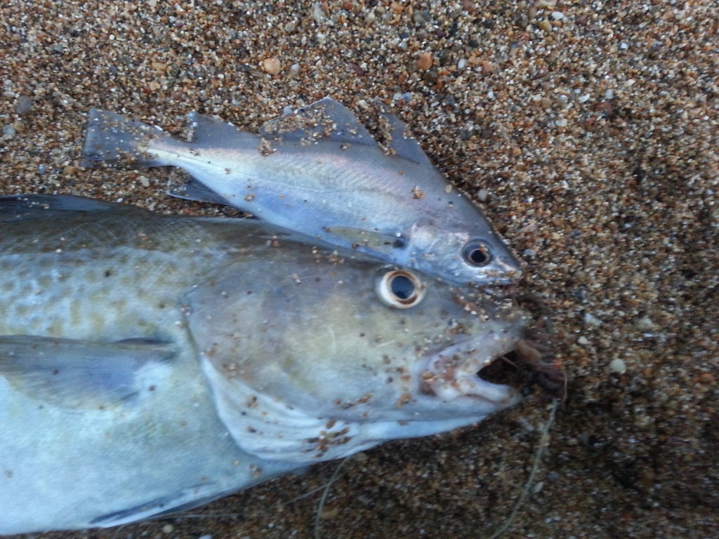 Catch report & fishing forecast for Dorset including Chesil Beach, Portland & Weymouth