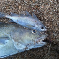 Catch report & fishing forecast for Dorset including Chesil Beach, Portland & Weymouth