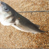 Catch report & fishing forecast for Dorset including Chesil Beach, Portland & Weymouth