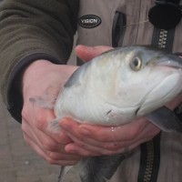 April Fish of the Month