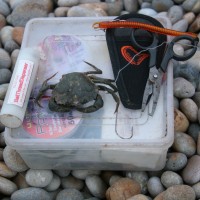 How to hook and rig Peeler Crabs