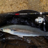 Lure fishing for Thin Lipped Mullet