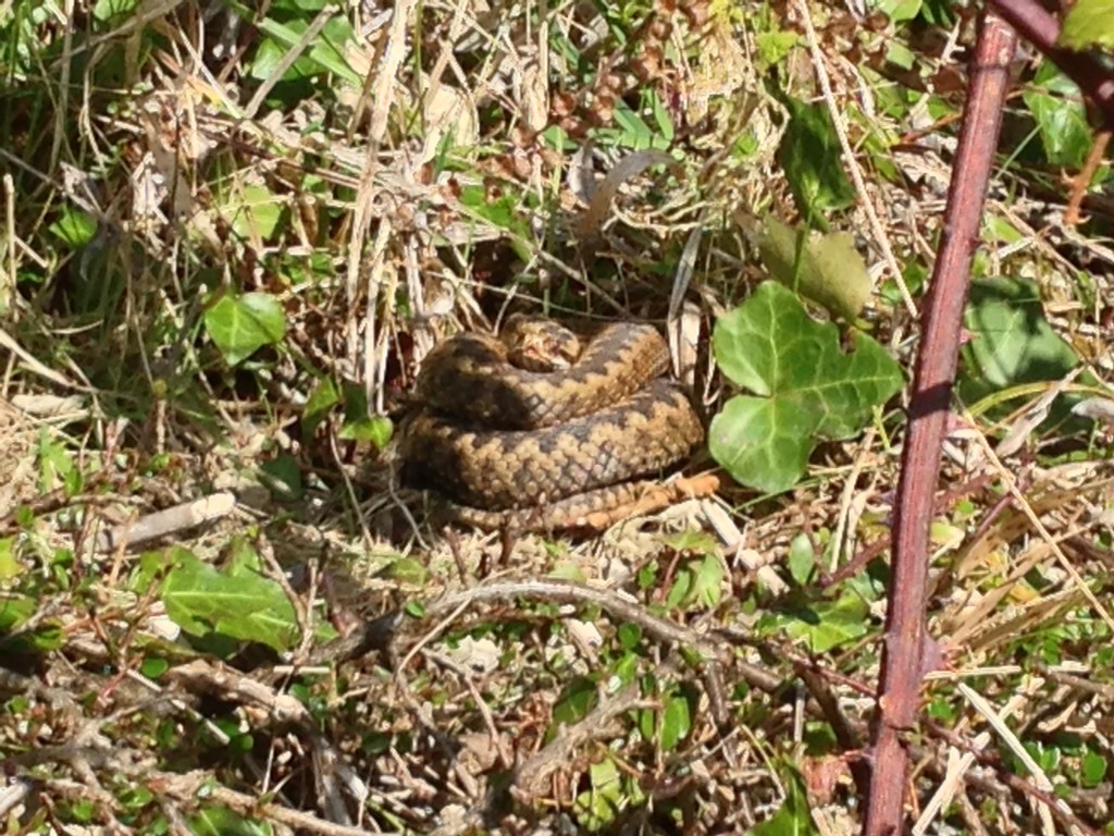 adder