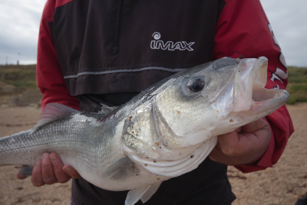 Bass fishing on Chesil Beach, when its at its best