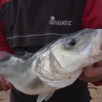 Bass fishing on Chesil Beach, when its at its best