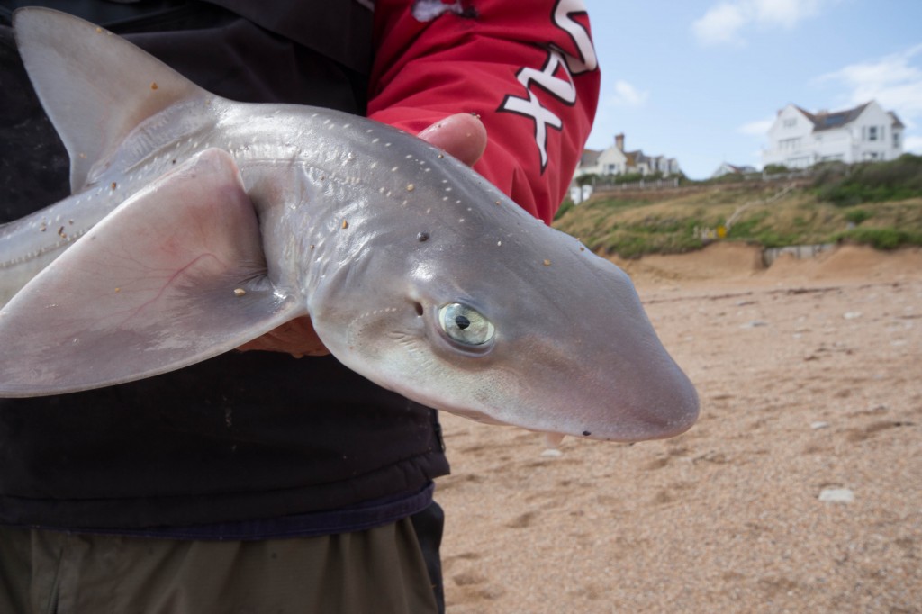 Smoothoud chesil