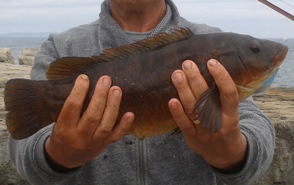 4lb Wrasse