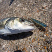 Catch report & fishing forecast for Dorset including Chesil Beach, Portland & Weymouth