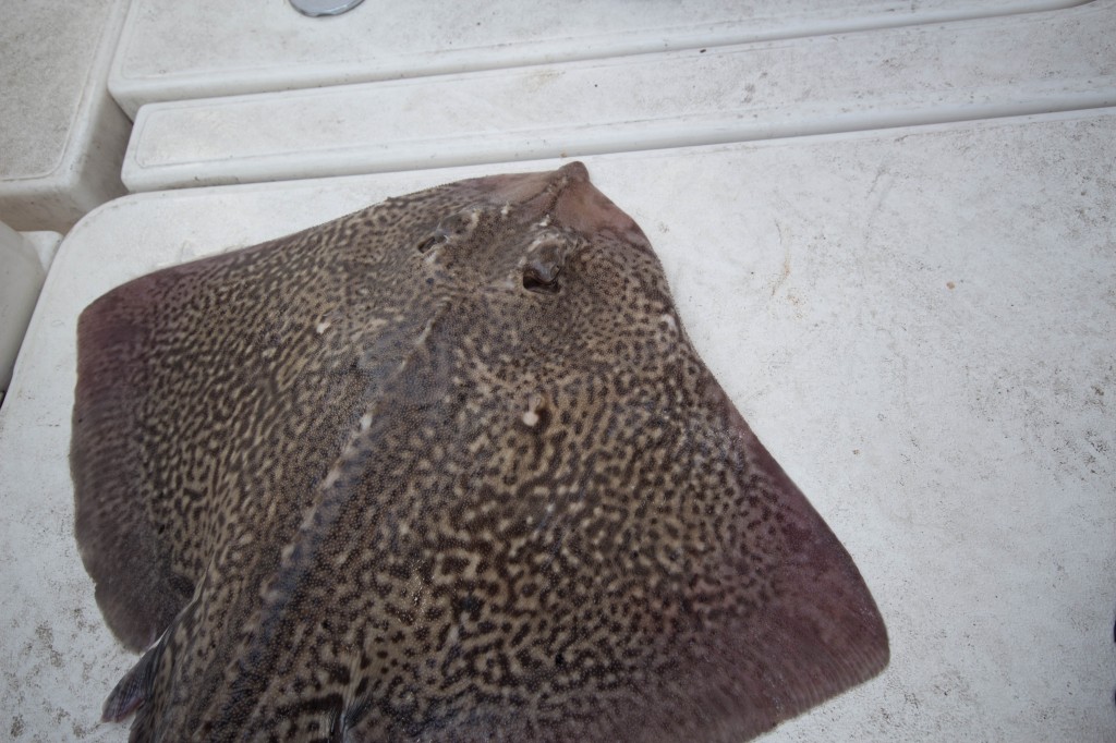 Thornback ray