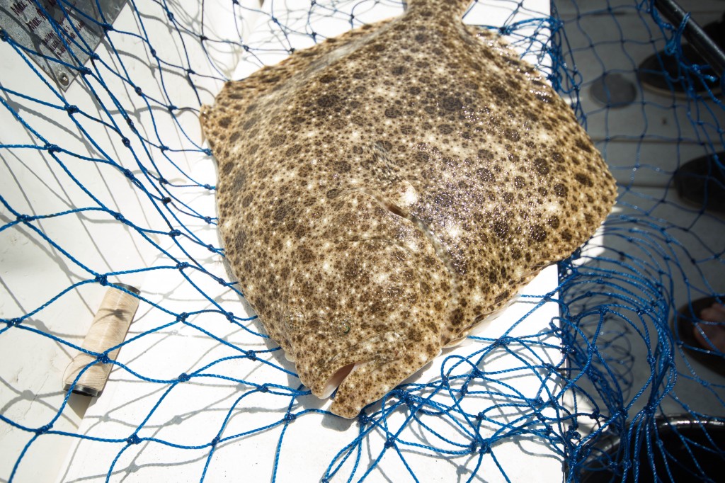 Turbot-2