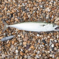 Catch report & fishing forecast for Dorset including Chesil Beach, Portland & Weymouth