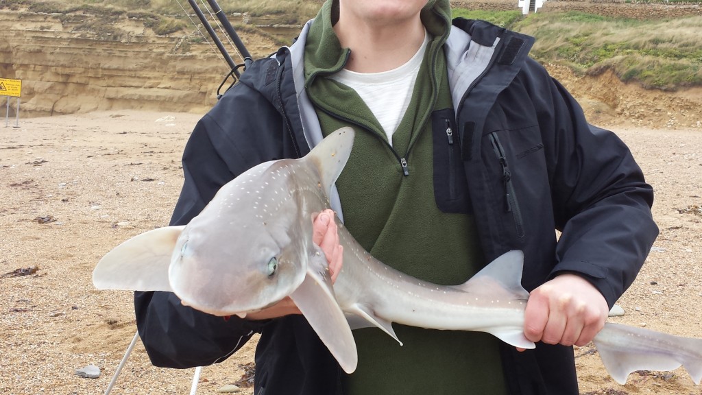 Catch report & fishing forecast for Dorset including Chesil Beach, Portland & Weymouth