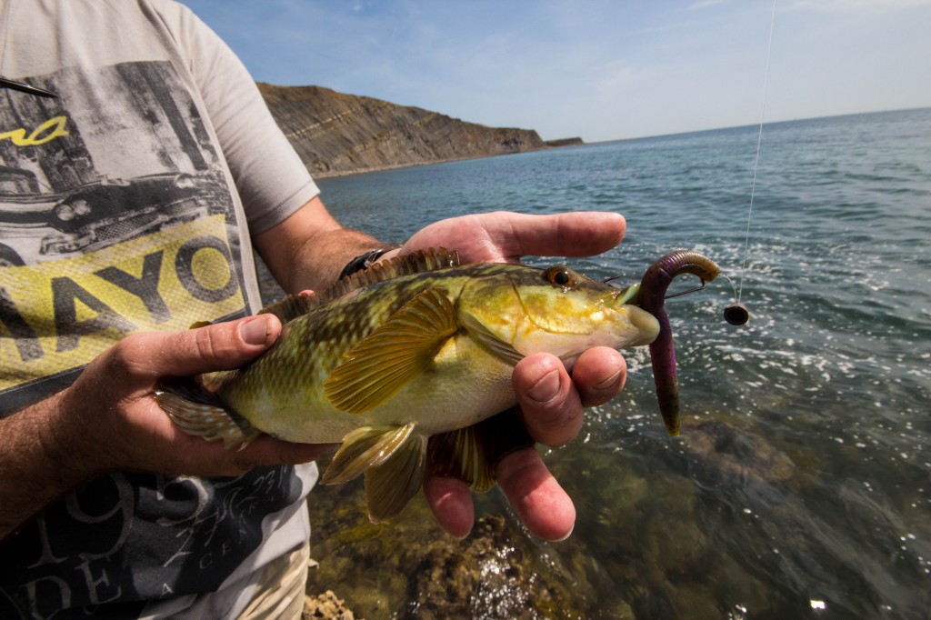 Catch report & fishing forecast for Dorset including Chesil Beach, Portland & Weymouth