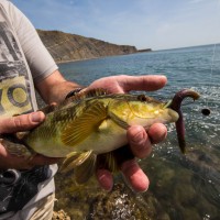 Catch report & fishing forecast for Dorset including Chesil Beach, Portland & Weymouth