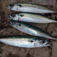 Mackerel Mayhem