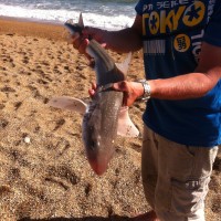 Catch report & fishing forecast for Dorset including Chesil Beach, Portland & Weymouth