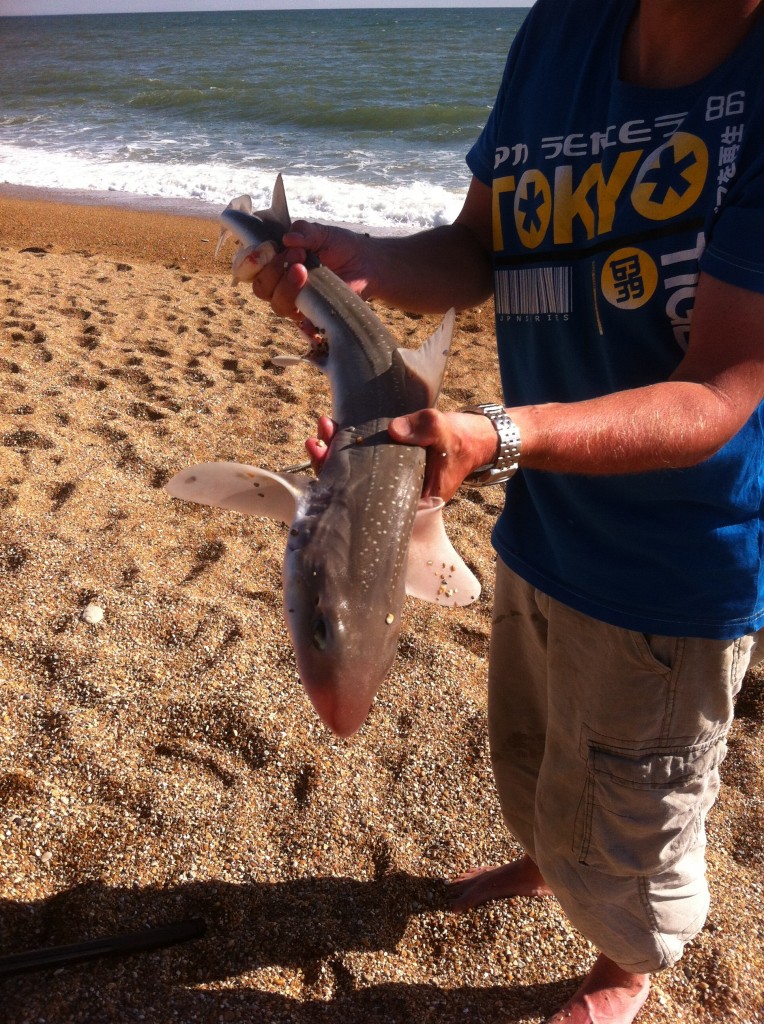 Catch report & fishing forecast for Dorset including Chesil Beach, Portland & Weymouth