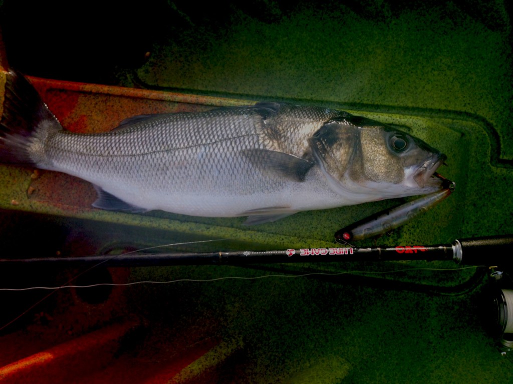 At last, a 42cm Minimum landing size for Bass