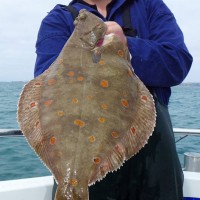 Catch report & fishing forecast for Dorset including Chesil Beach, Portland & Weymouth