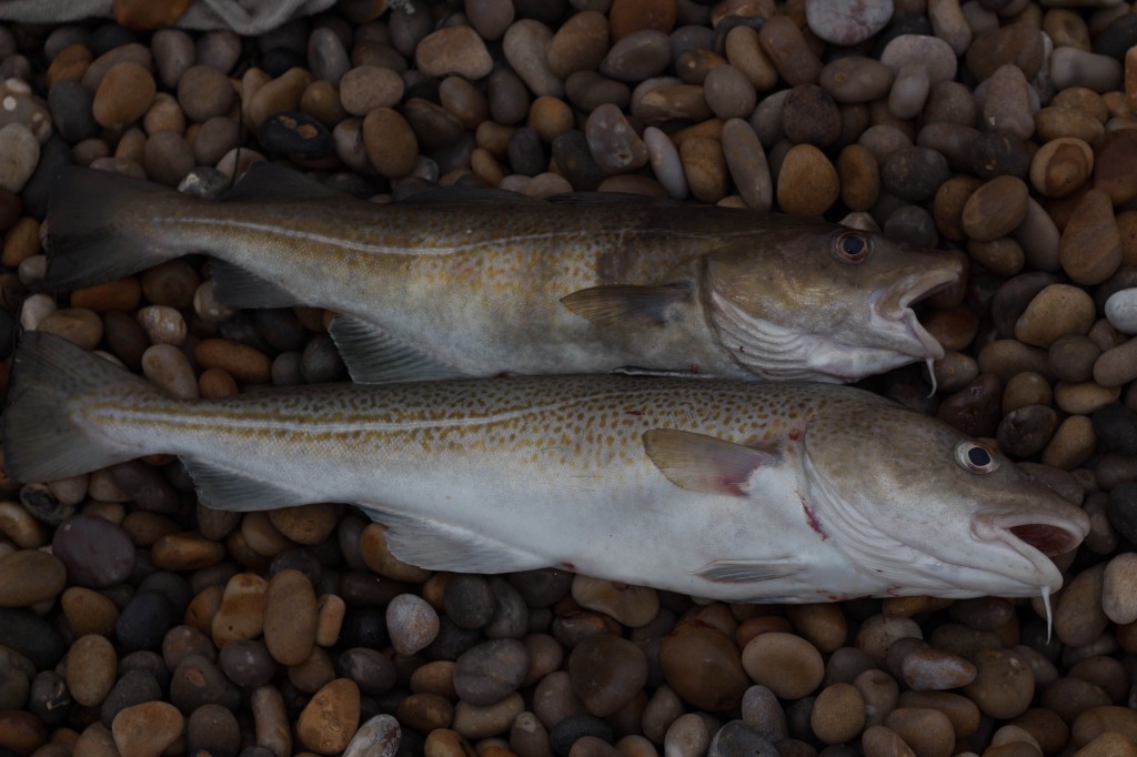 Cod on Chesil special