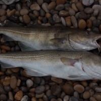 Cod on Chesil special