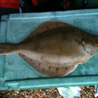 Catch report & fishing forecast for Dorset including Chesil Beach, Portland & Weymouth