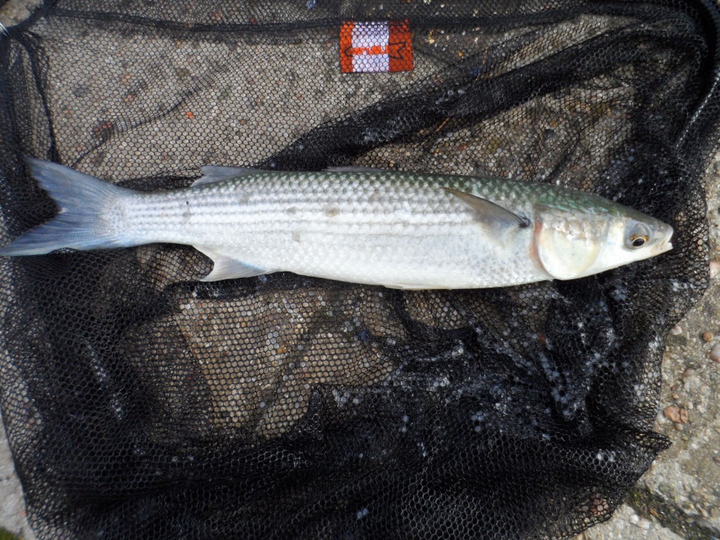 Catch report & fishing forecast for Dorset including Chesil Beach, Portland & Weymouth