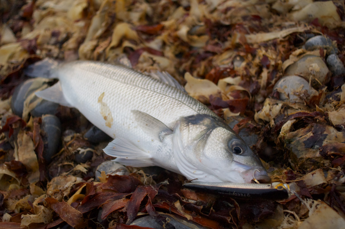 Catch report & fishing forecast for Dorset including Chesil Beach, Portland & Weymouth