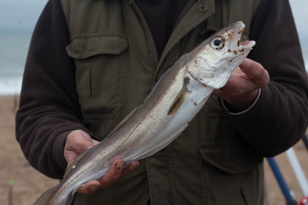 big whitting