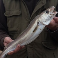 Cod fishing! When does the Cod season start? It could be this weekend in Dorset.