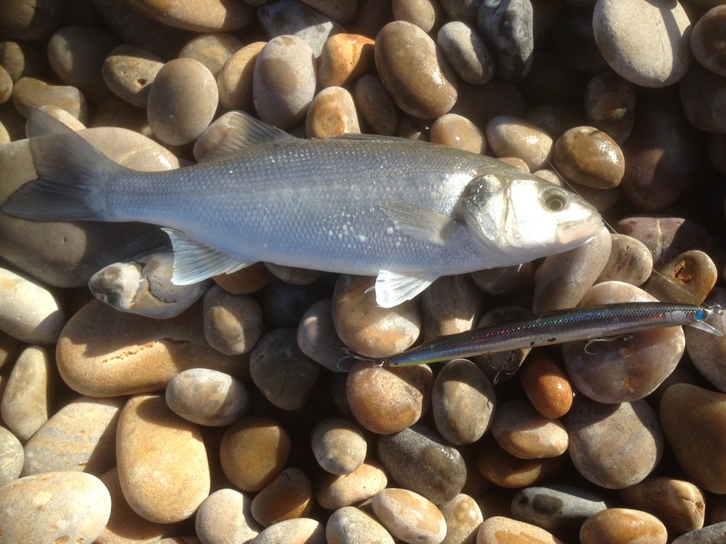 Bass and a late run of Cod on Chesil Beach